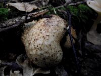 Dickschaliger Kartoffelbovist